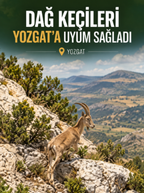 @camlikgazetesi