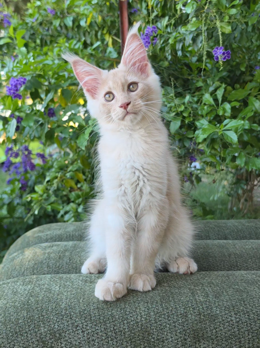 @Peaky Claws Cattery