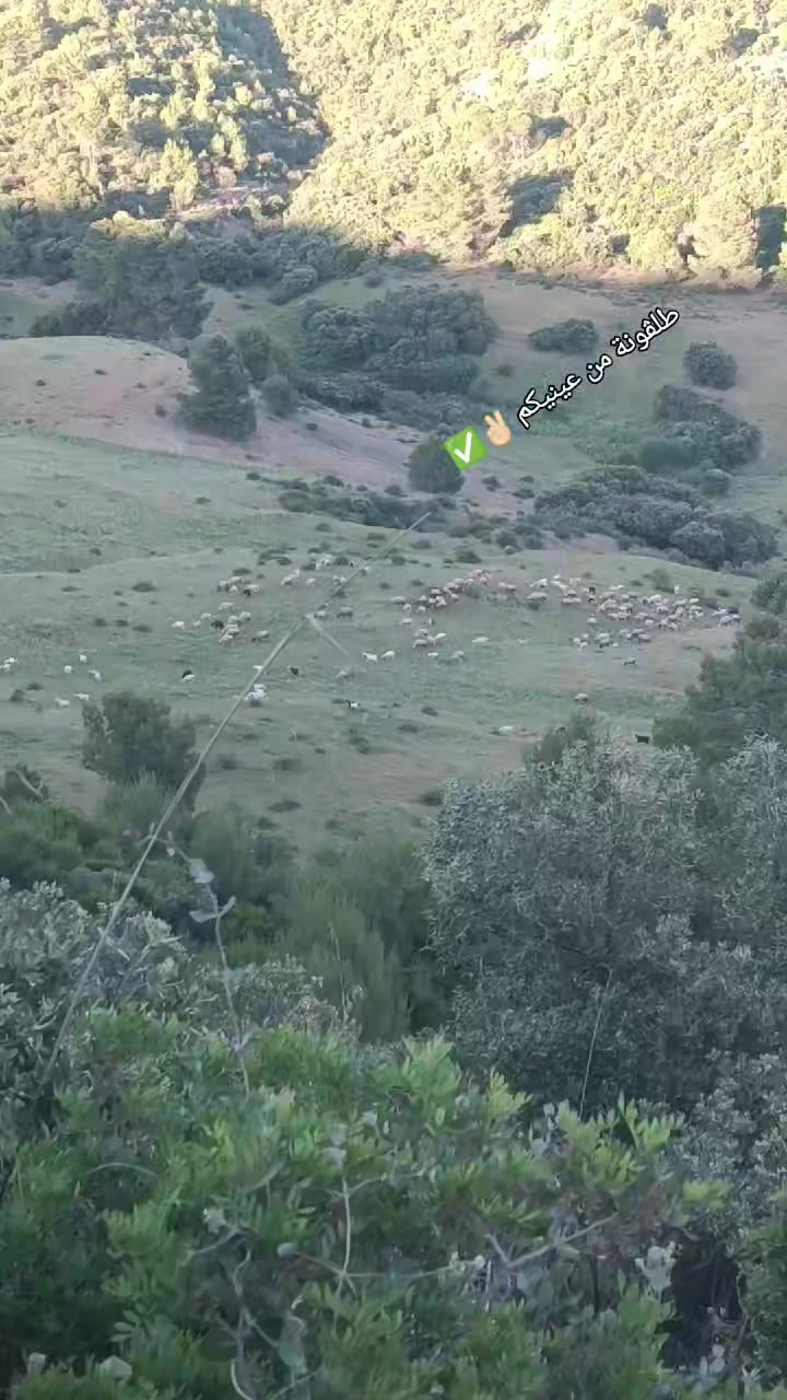 @Sîd Alí