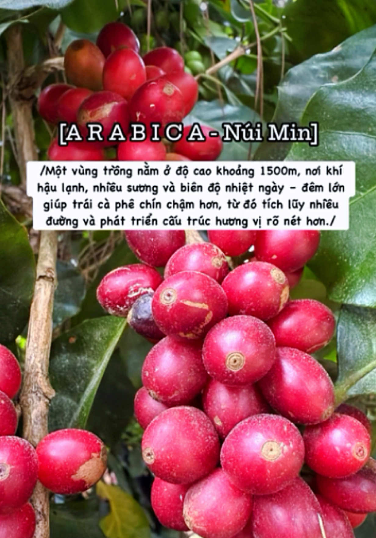 @LIKE COFFEE FARM