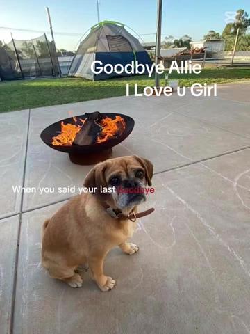 @Sal_LovesMooCows