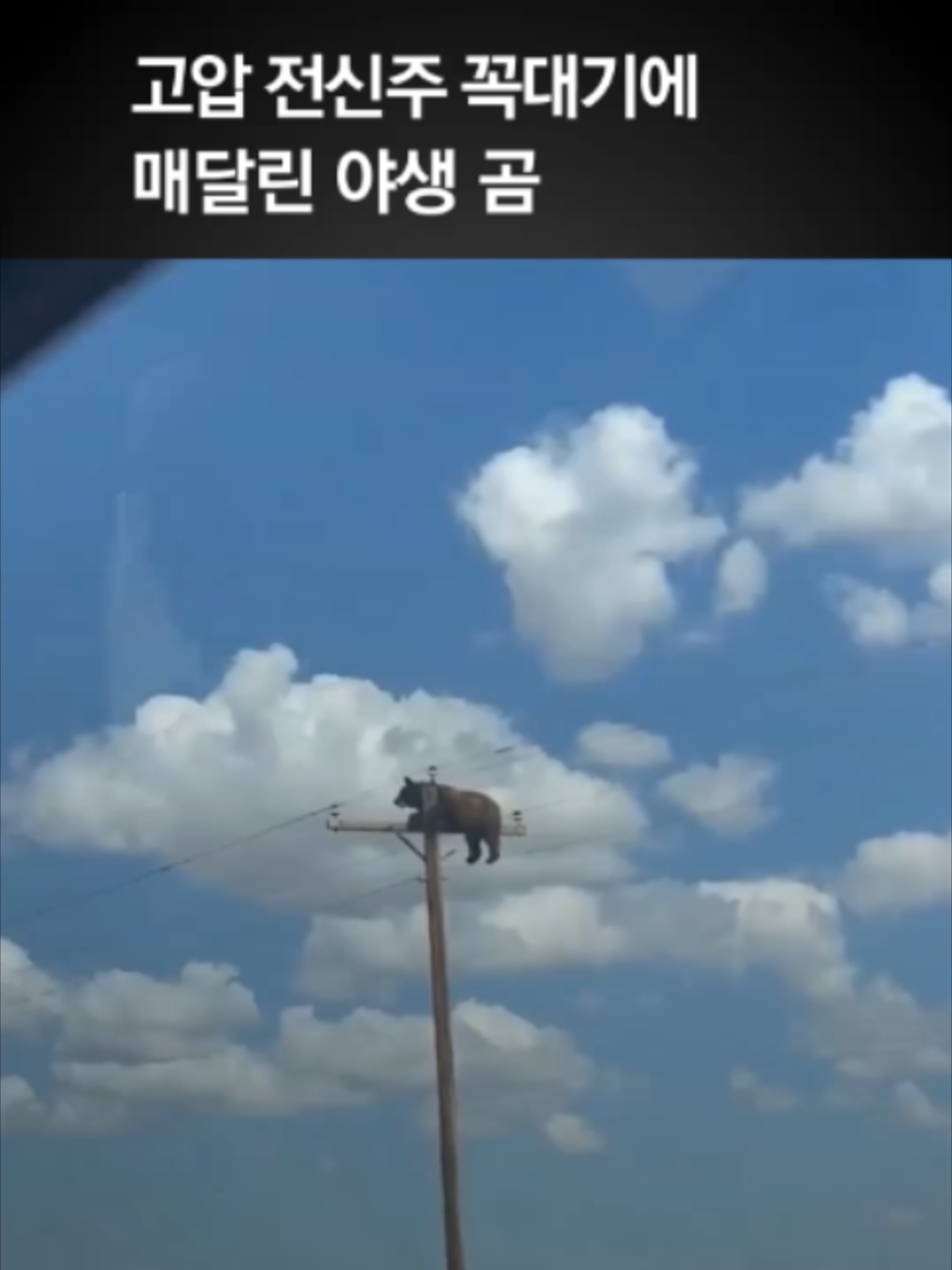 @중앙일보 Joongangilbo