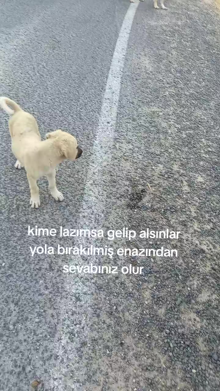 @hebun zınar