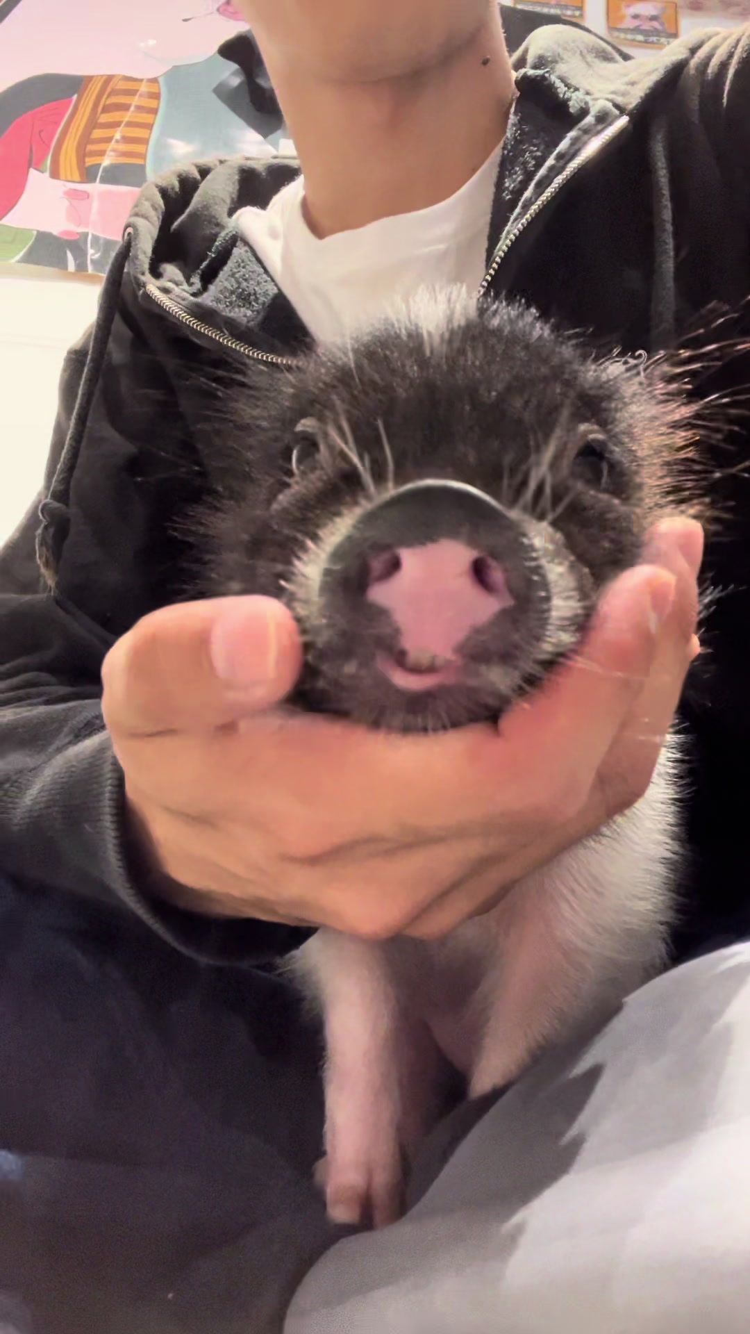 @pignic