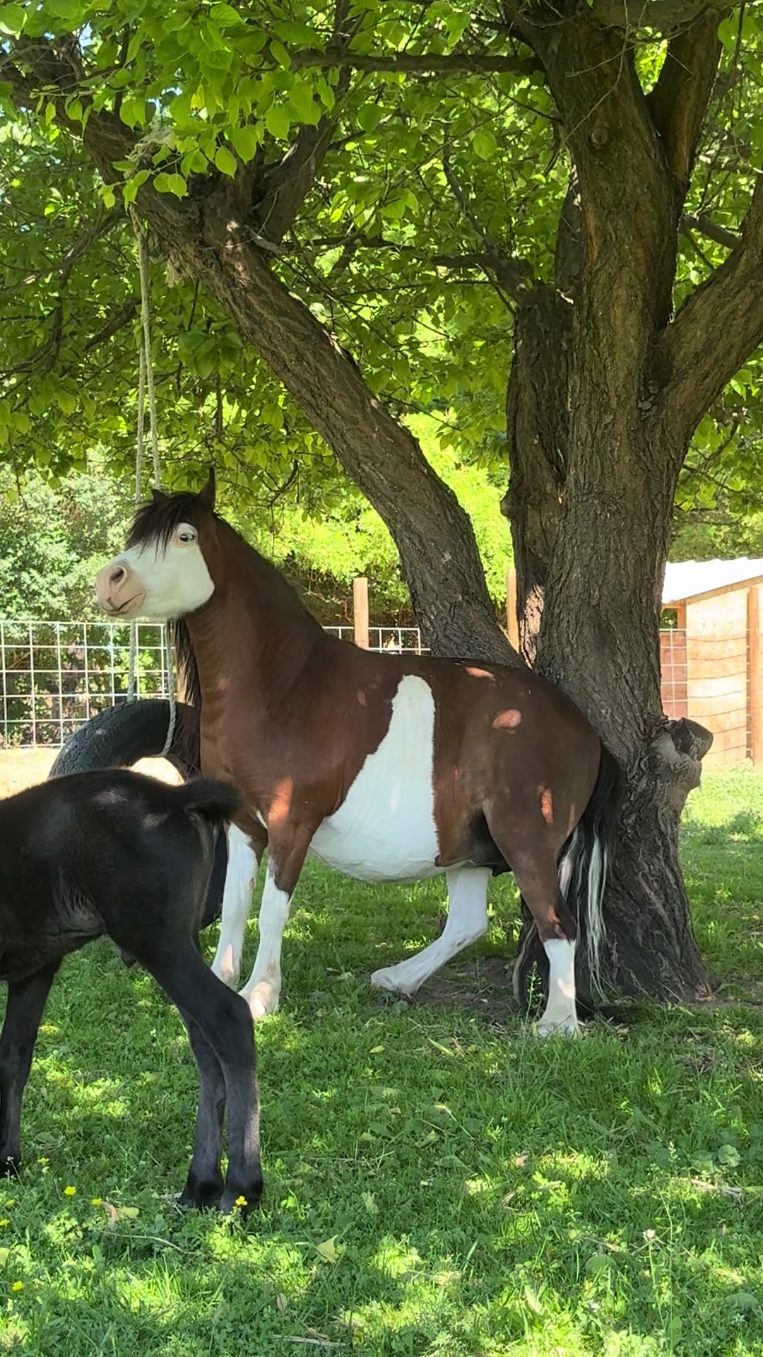 @Hot Sauce the Mini horse 🐎