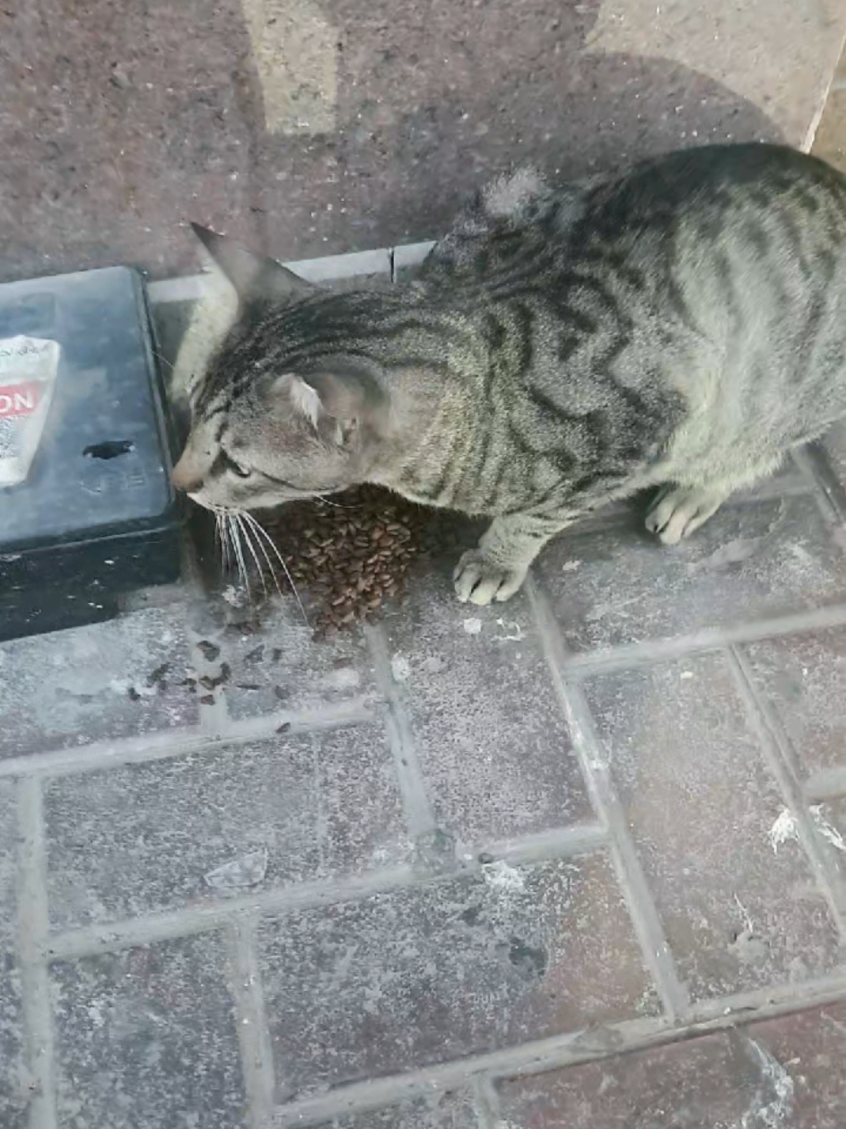 @🐾Feeding Stray Cats Daily🐈⬛