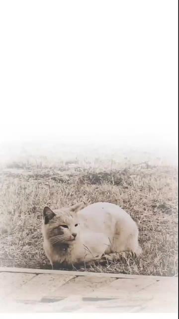 @ðŒðð®ðð¡ð¢ð«_ðð«ð¢ðð¬ð¥ðïž