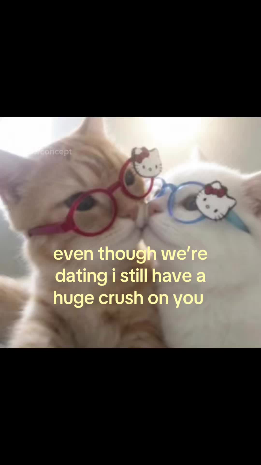 @meowconcept