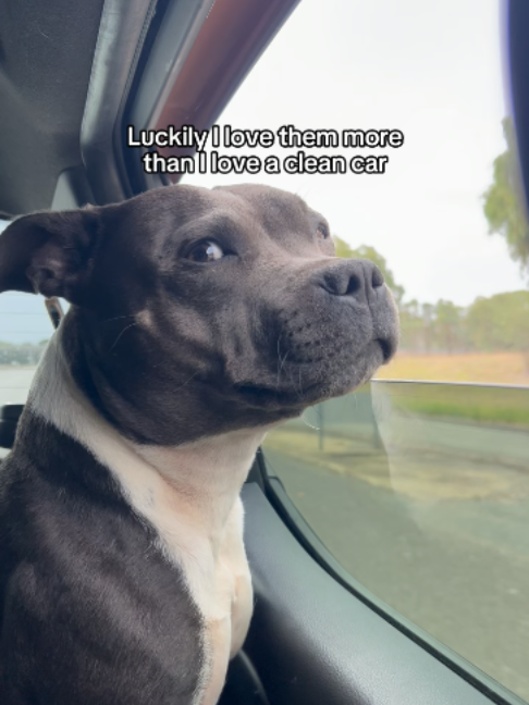 @Happy Staffy Co