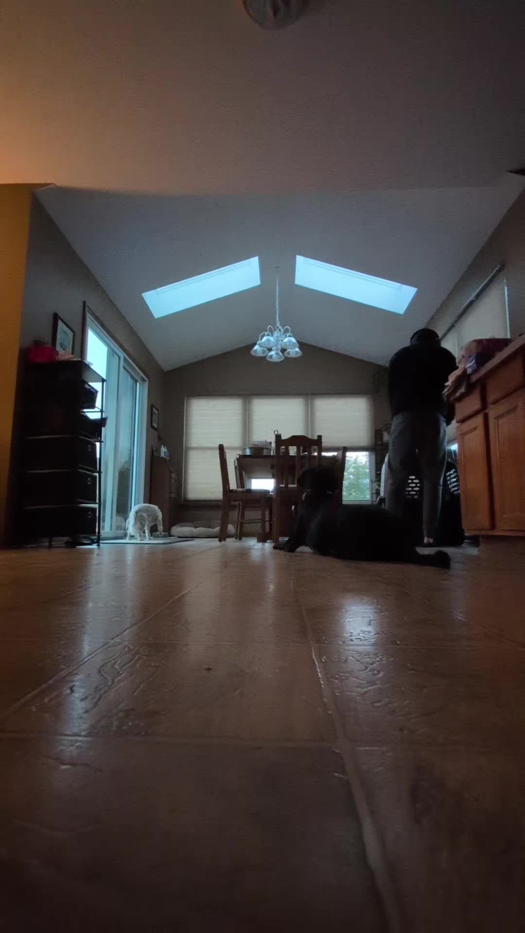 @AwesomeDogHandlingDude