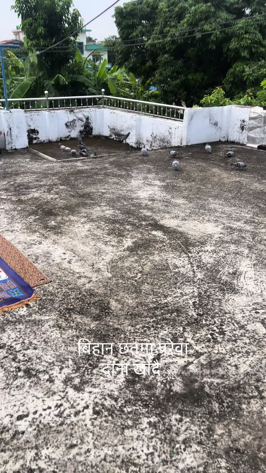 @purushottamlaxmia