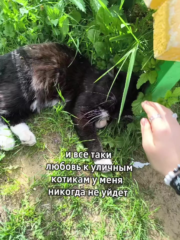 @foxiik