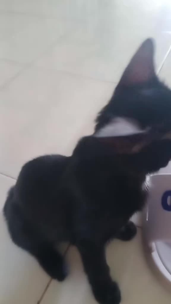 @🍪Miki🐱