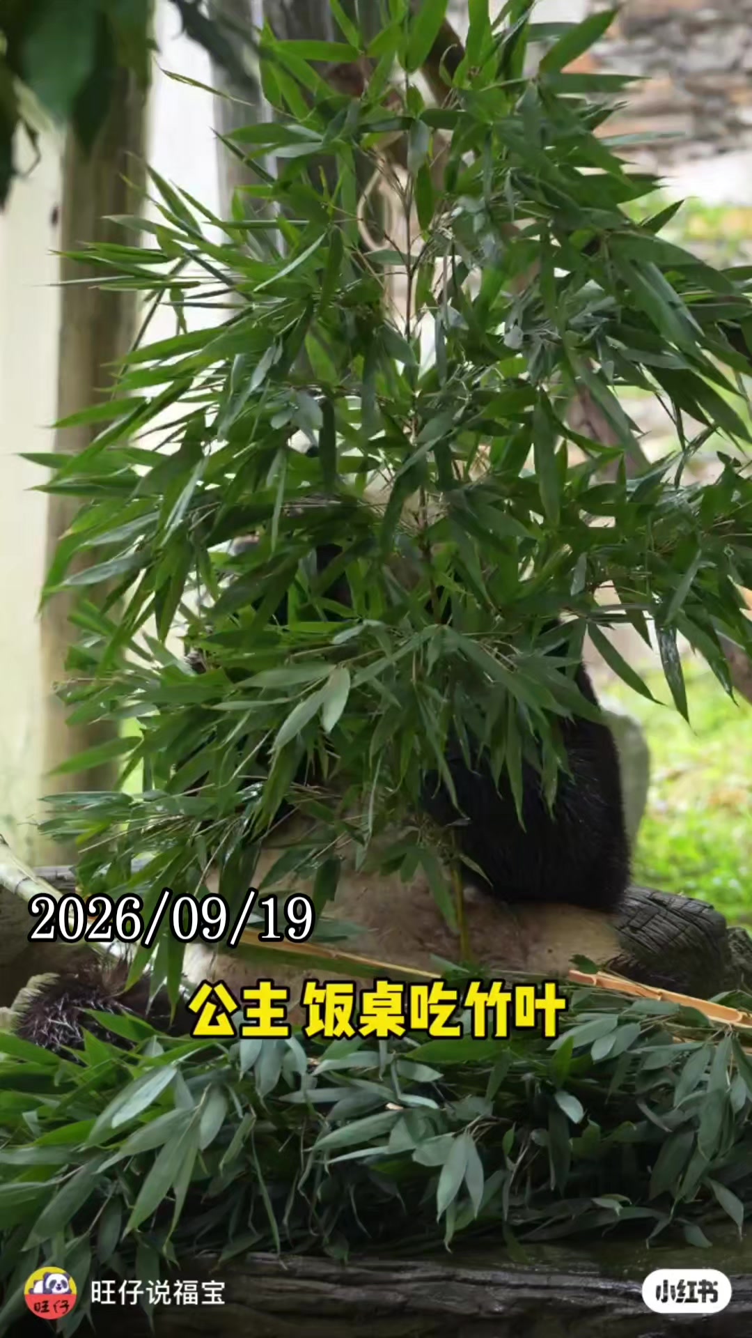 @福寶需要愛的抱抱