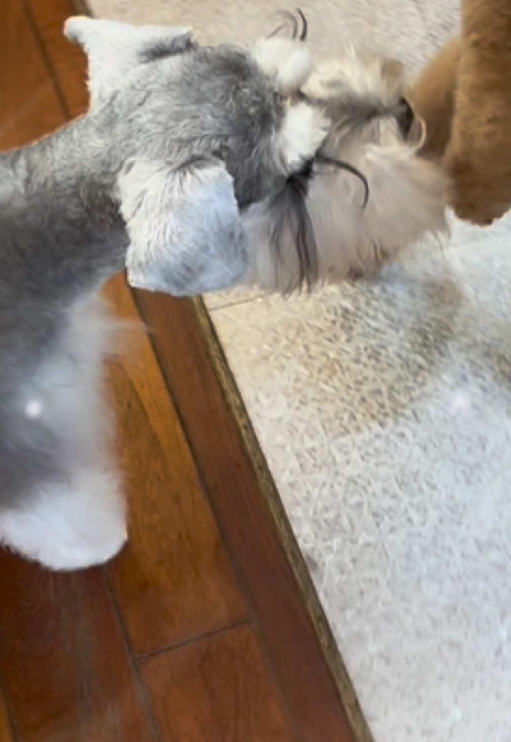 @petsalon_connect