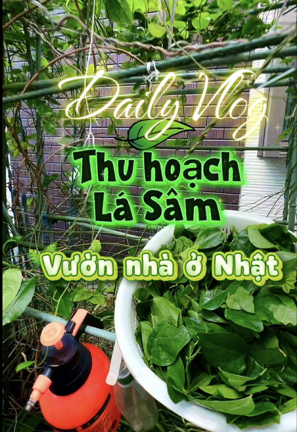@nguyen thequan