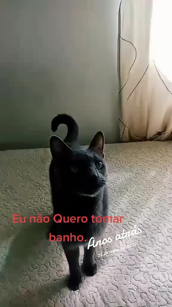 @O GATO ZEZ&Eacute;