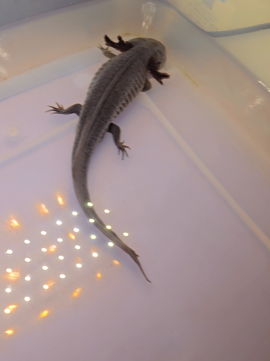 @Pitcha's pet