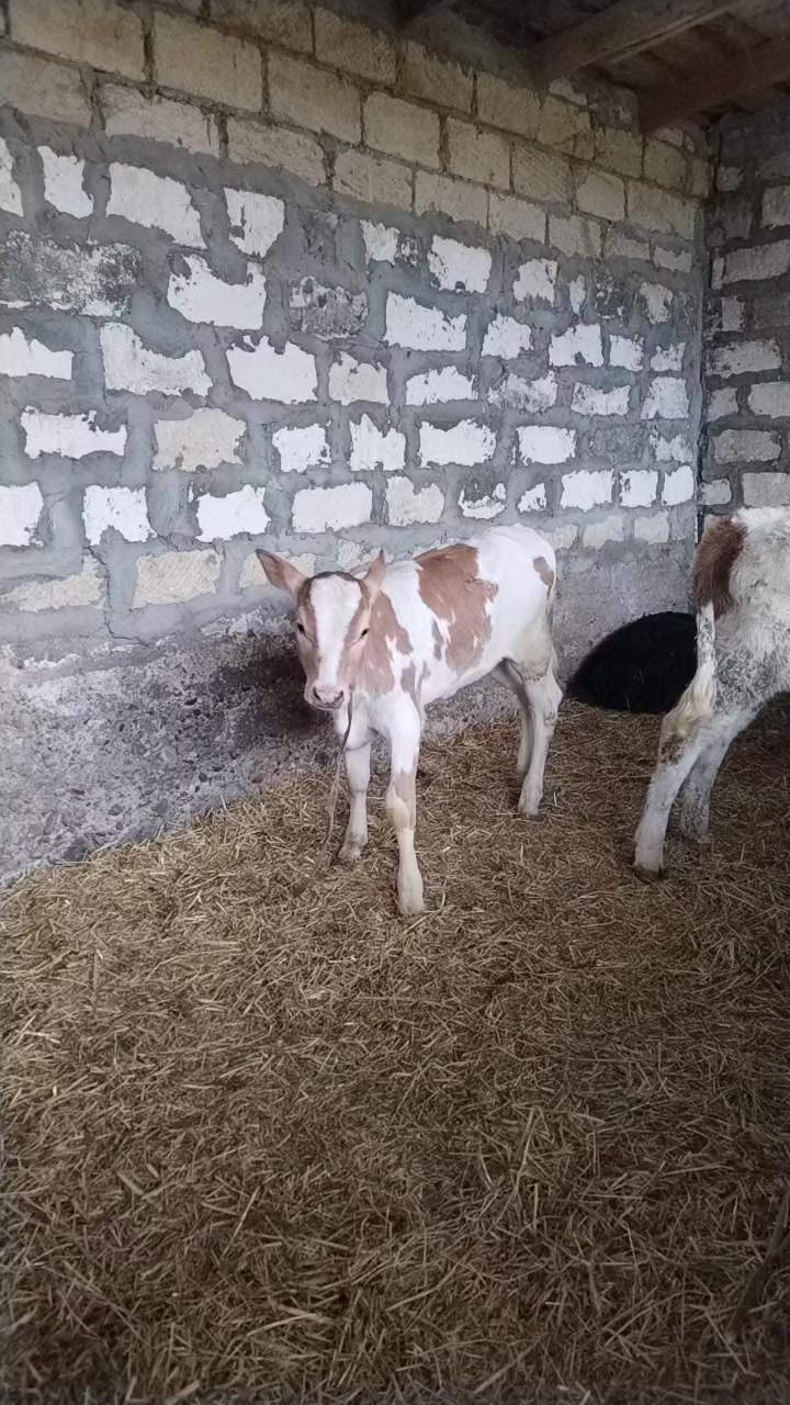 @Сарван 02