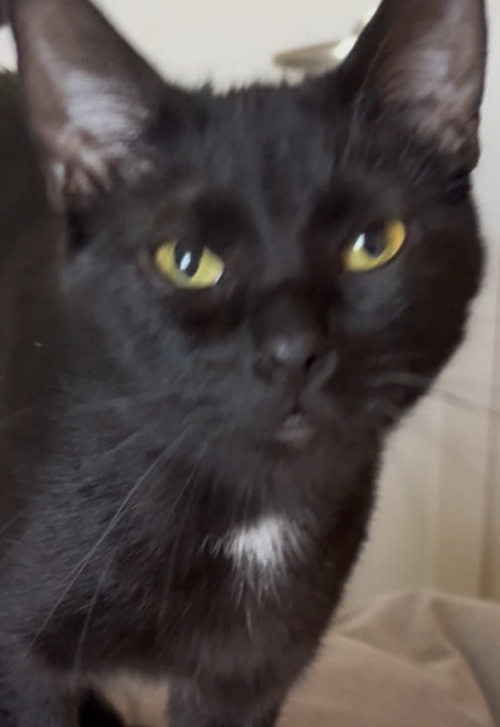 @ElaineTheCat