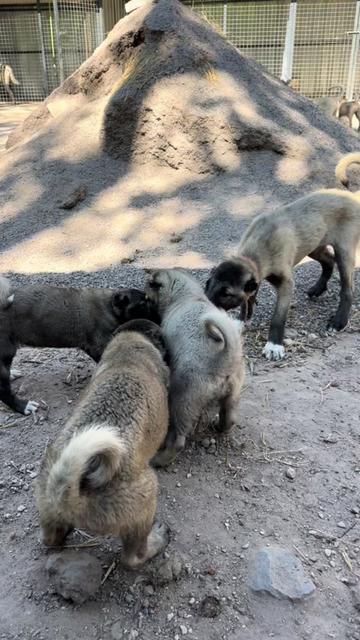 @alperkoramaz panter kangalları