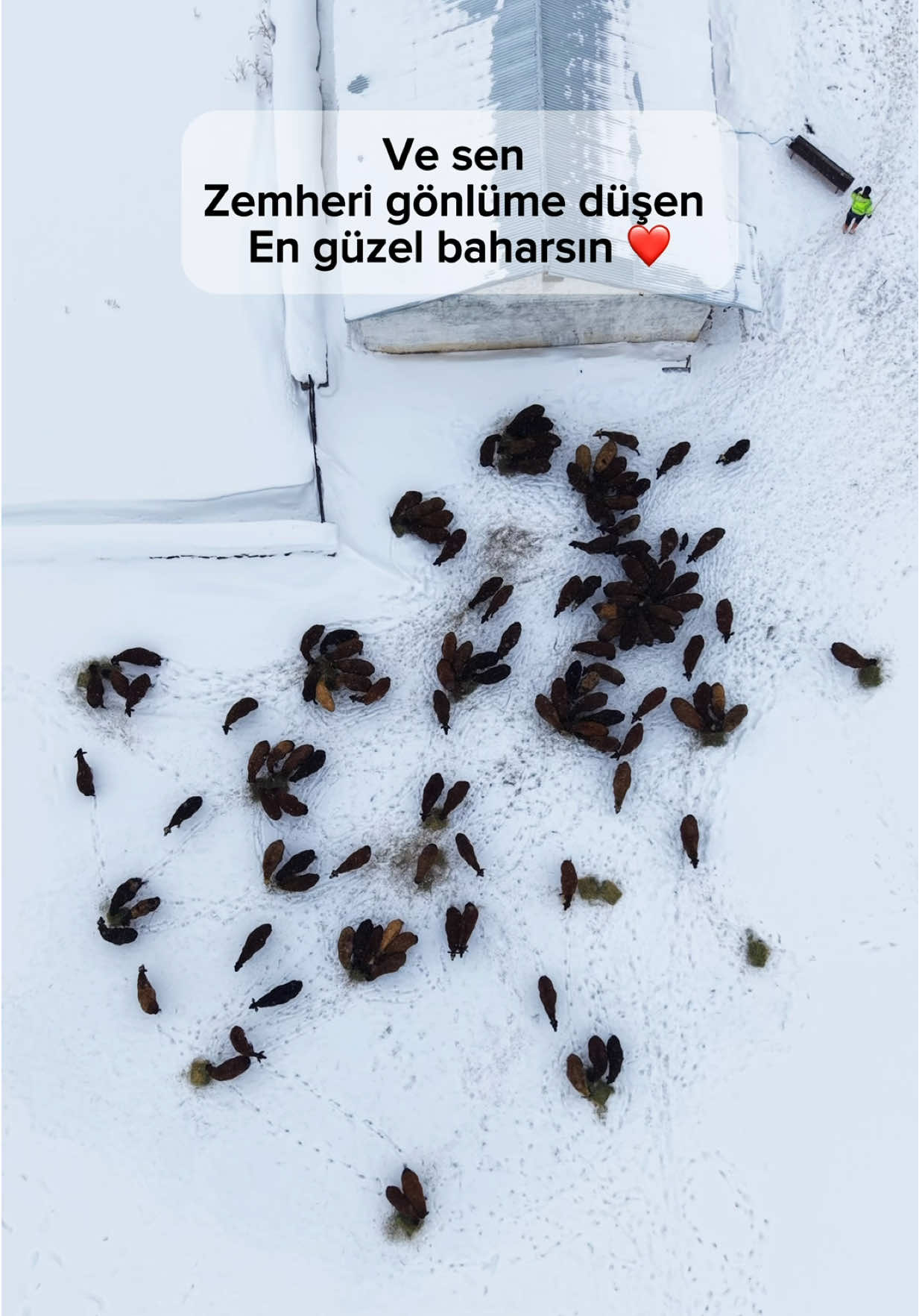 @Elif Meva Demir