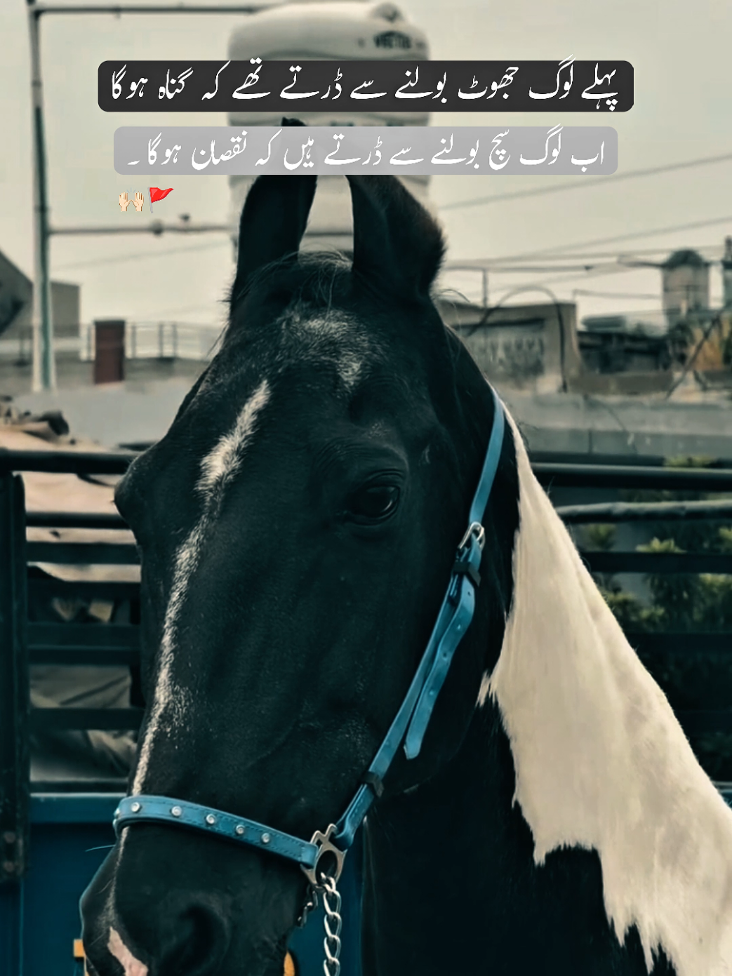 @𓆩𝐅𝐱𝐢𝐳𝐢𓆪