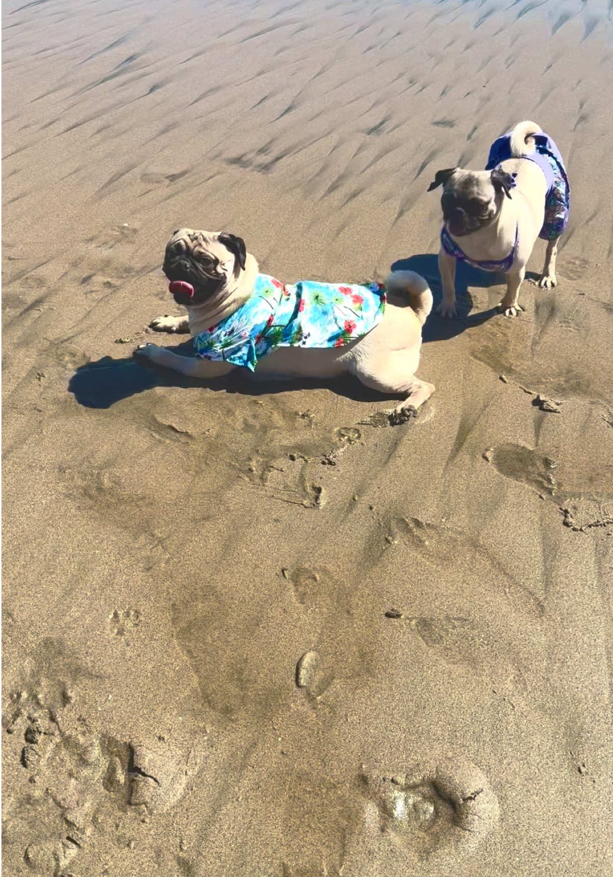 @Pogi y maganda pugs