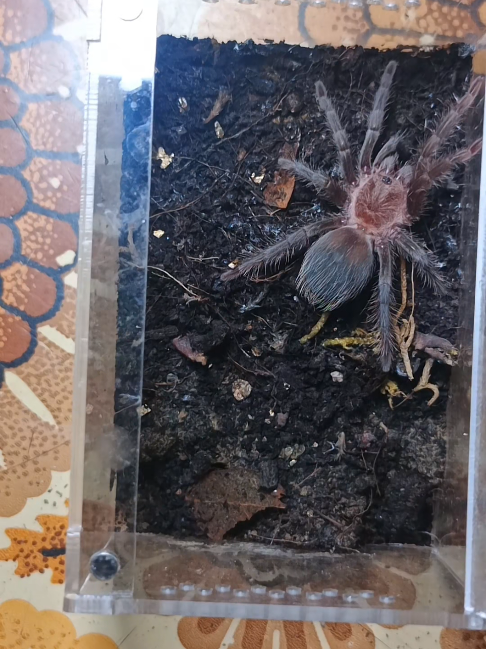 @pgv_arachnids