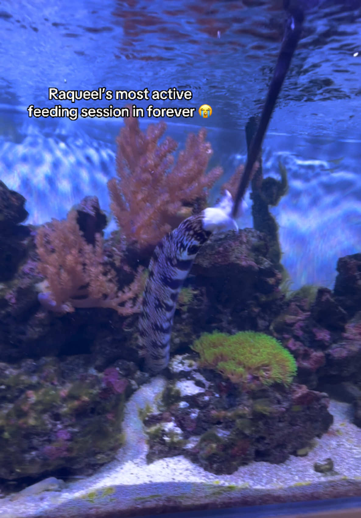 @ReefSync