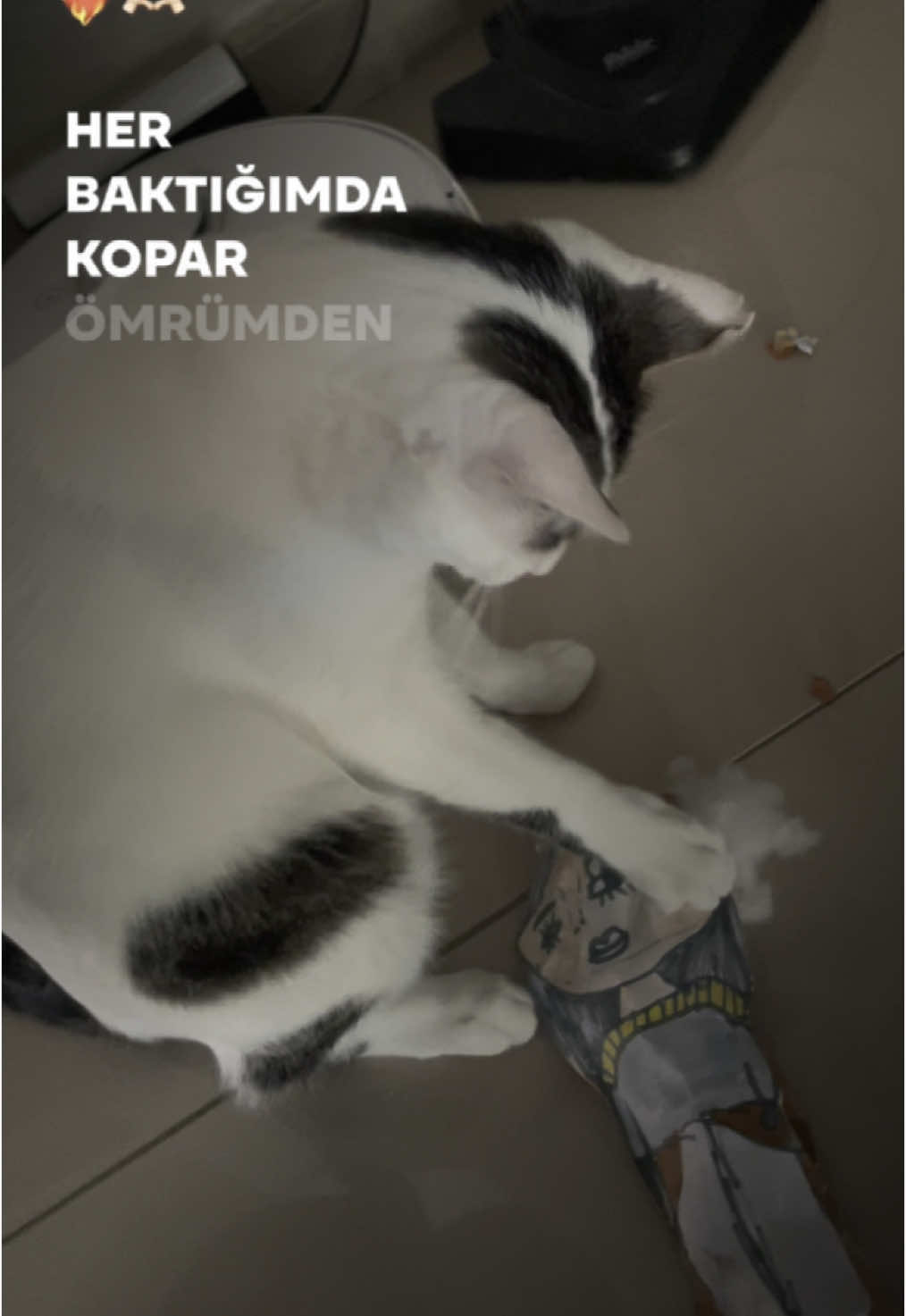 @mısır mercimek halil ve ben 🐈