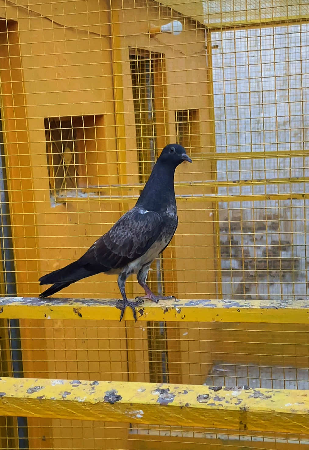 @sahibzada_zeshan_pigeons