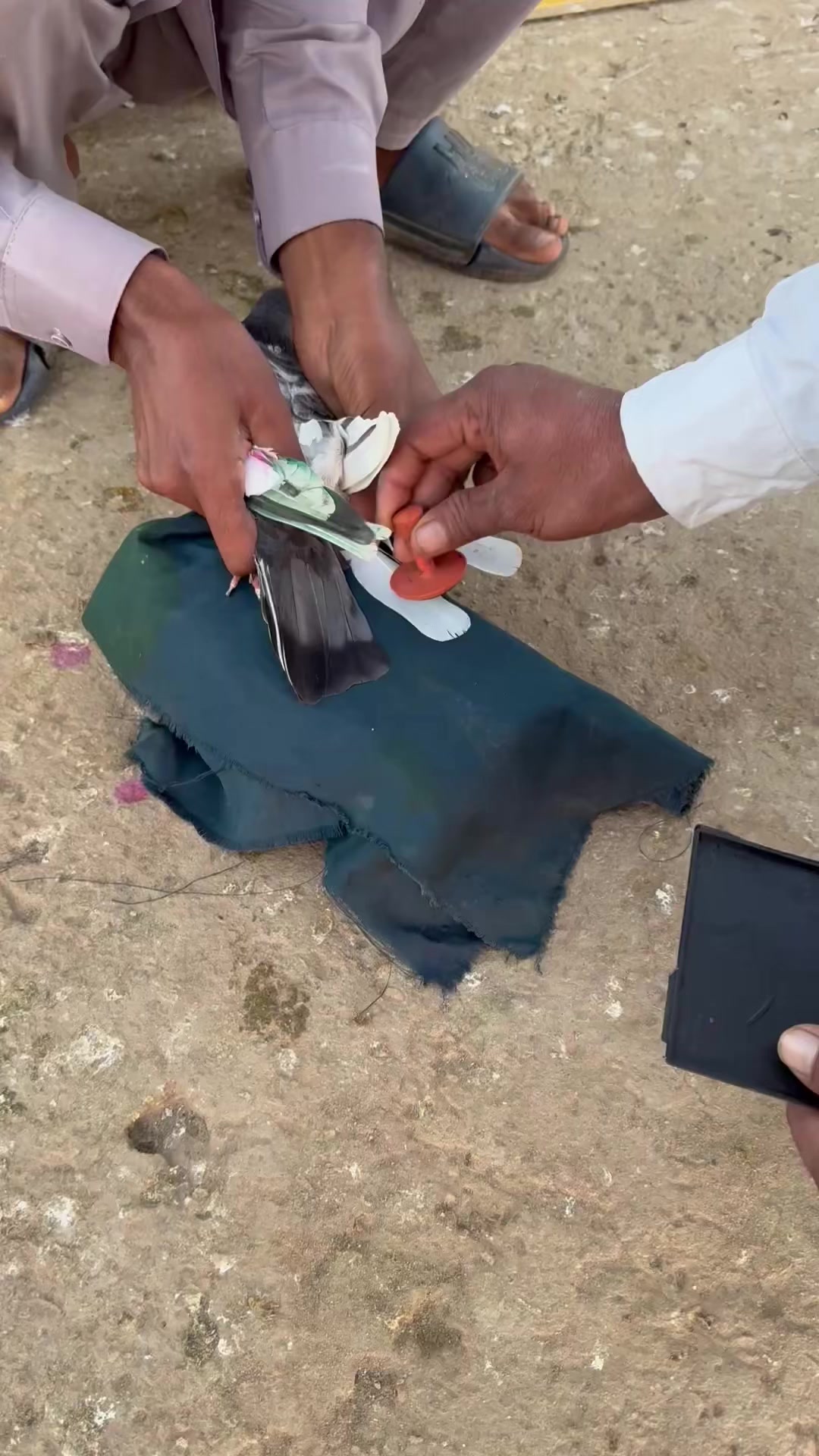 @👑چوہدری محسن چیمہ🦅