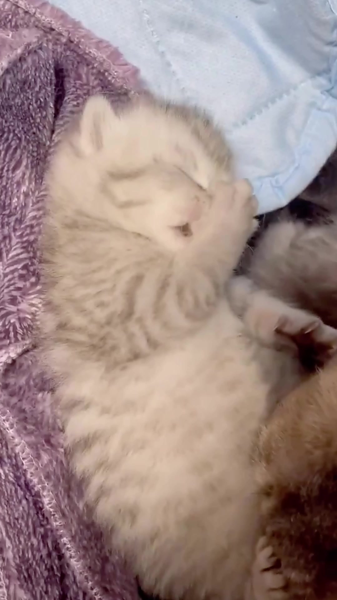 @catbosssss