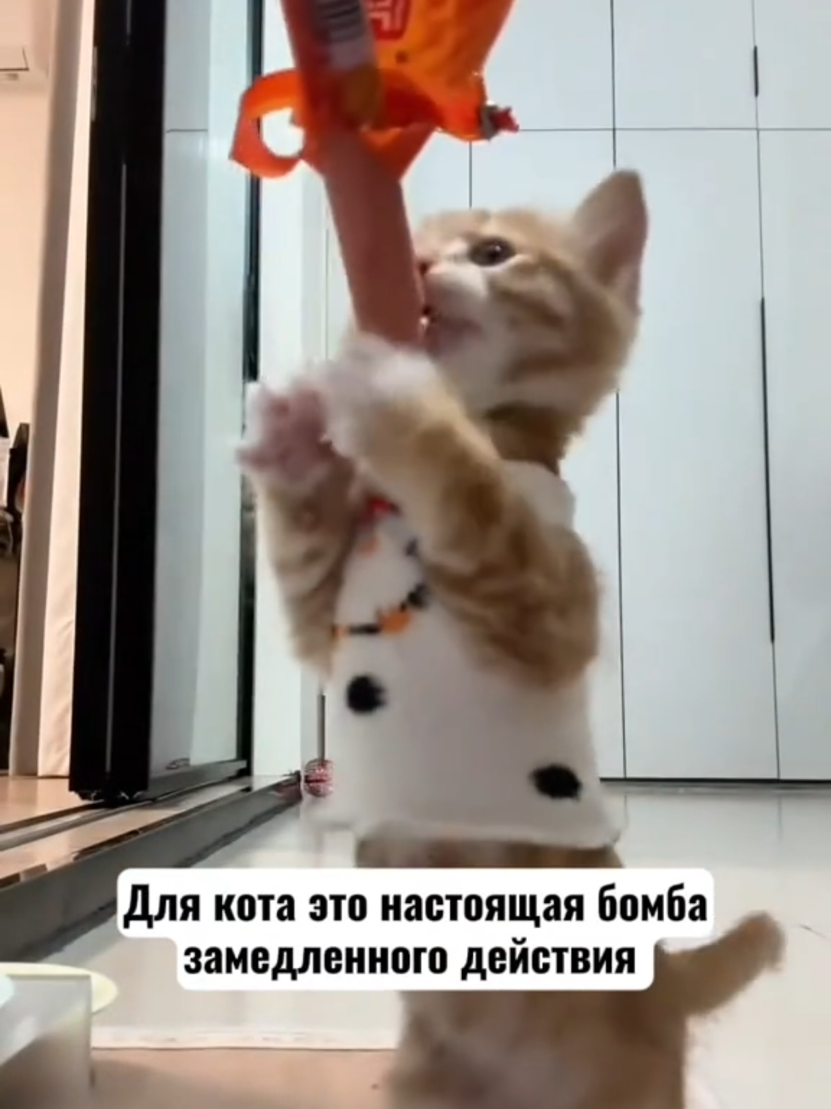 @RescueAnimals Nir