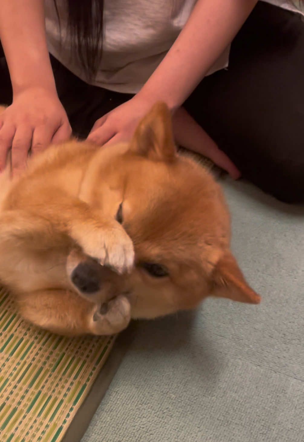 @ポメ柴もなか(もちゃ)୭