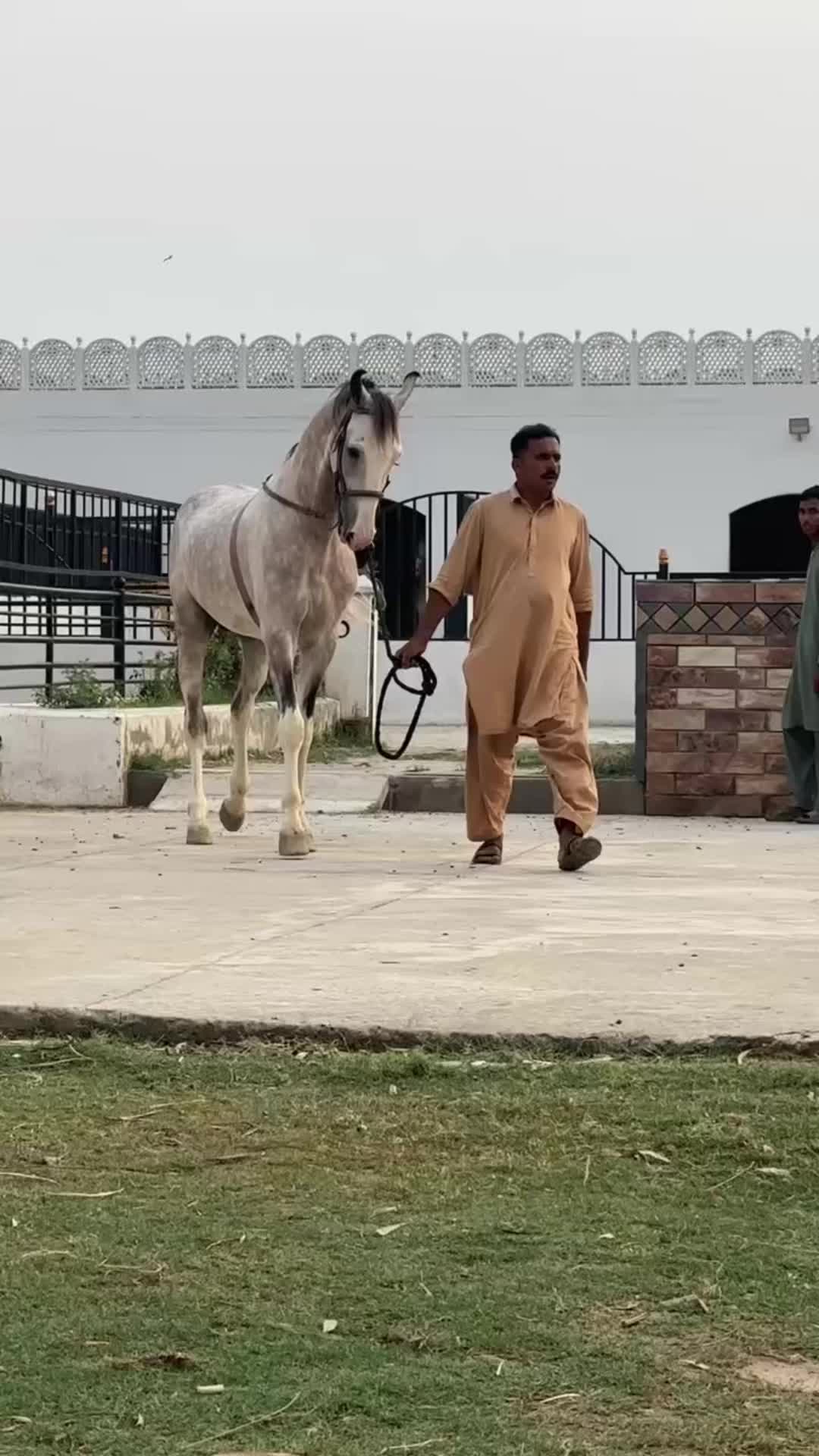 @Ammar Tariq Guliana