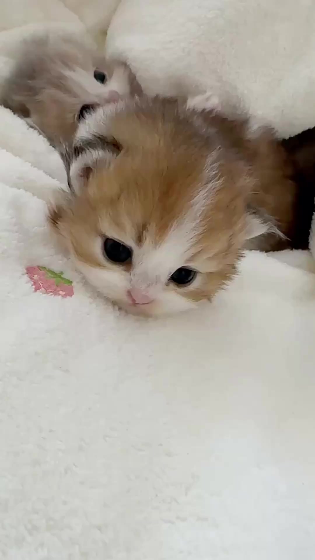 @catbosssss