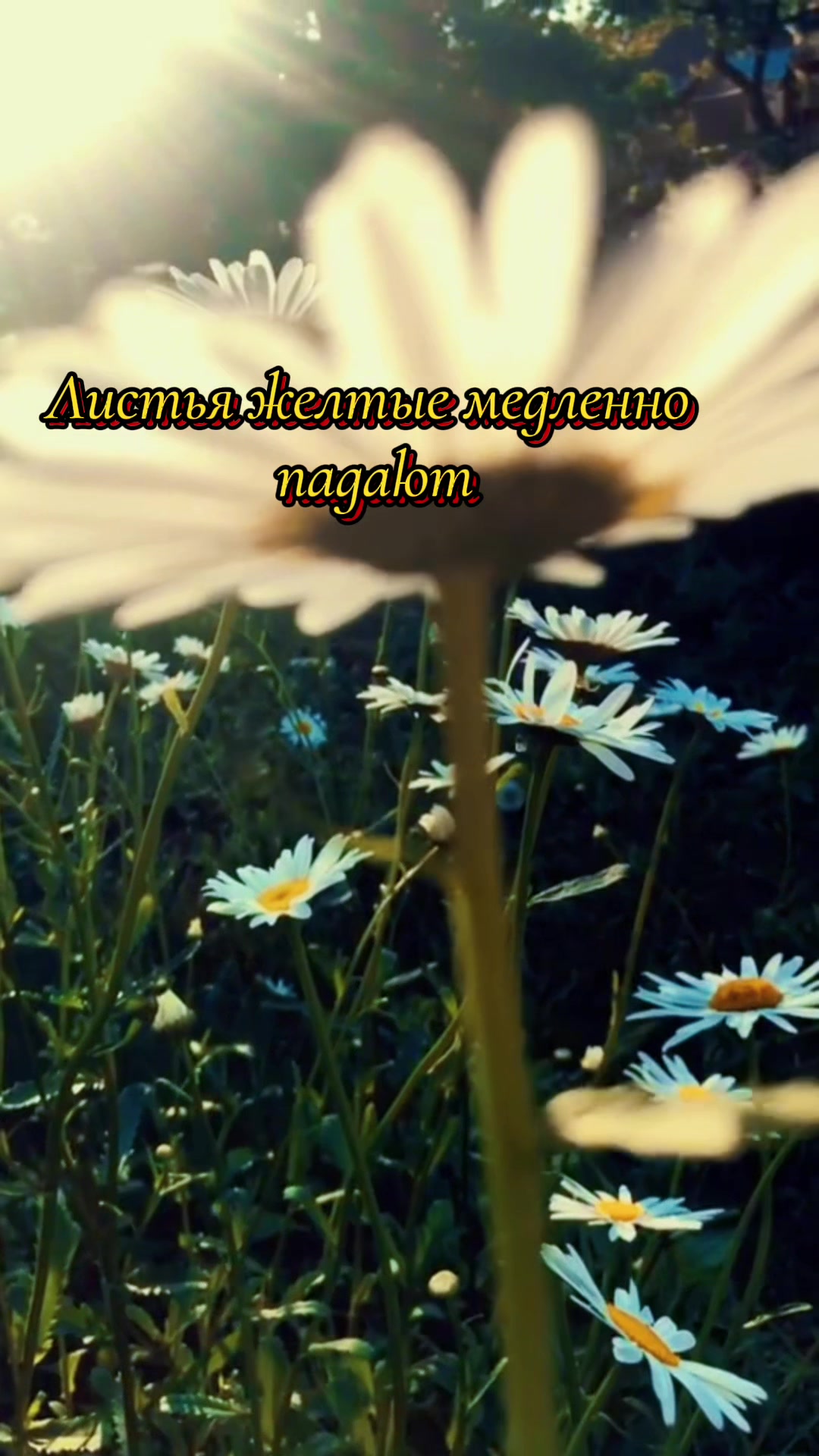 @@Lena_soul❤️