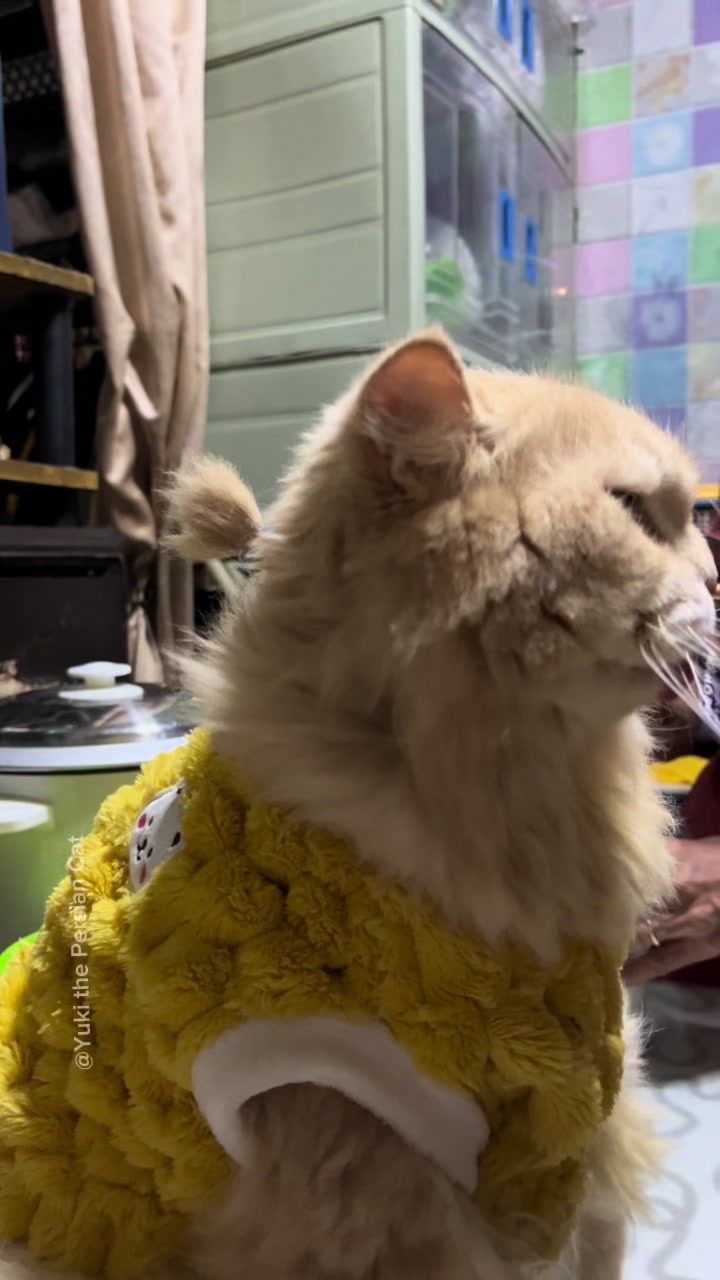 @Yuki the Persian Cat