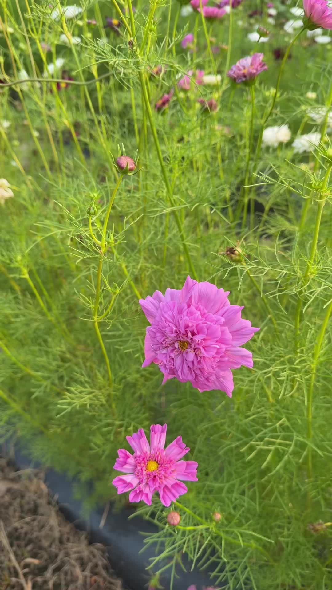 @JC Farm - Durham, CT