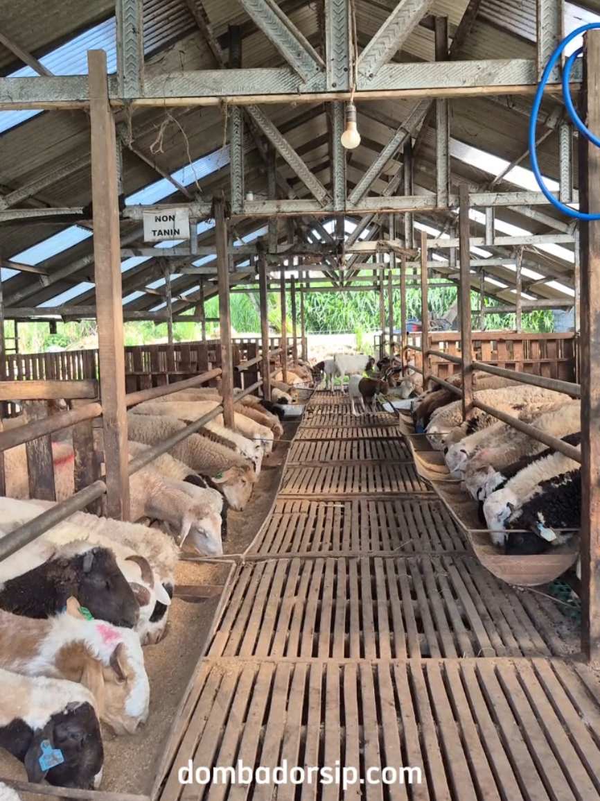 @Kambing Burja Official