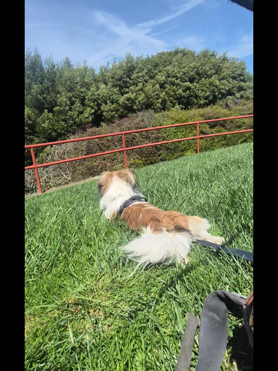 @dailydogquotes