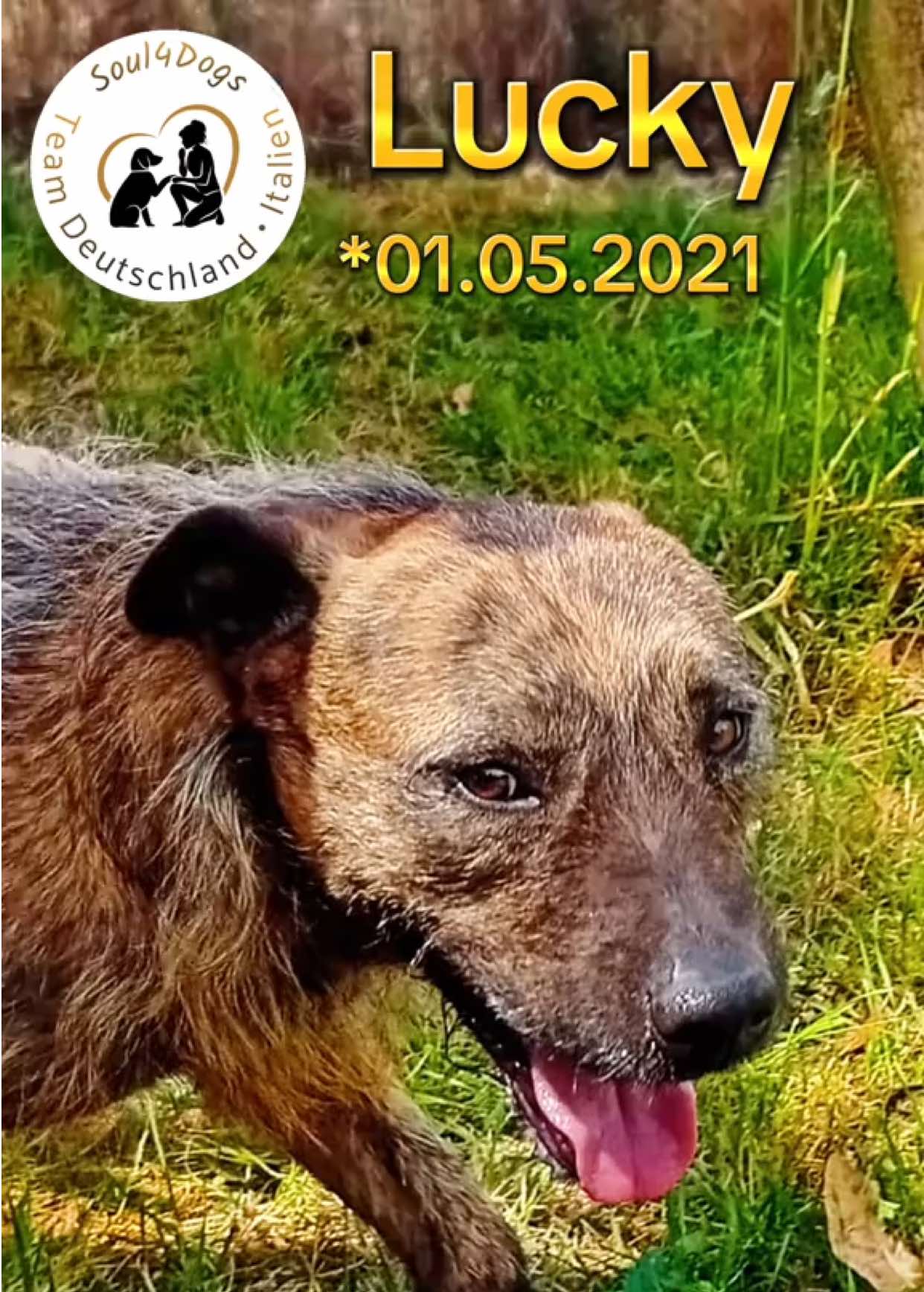 @soul4dogs