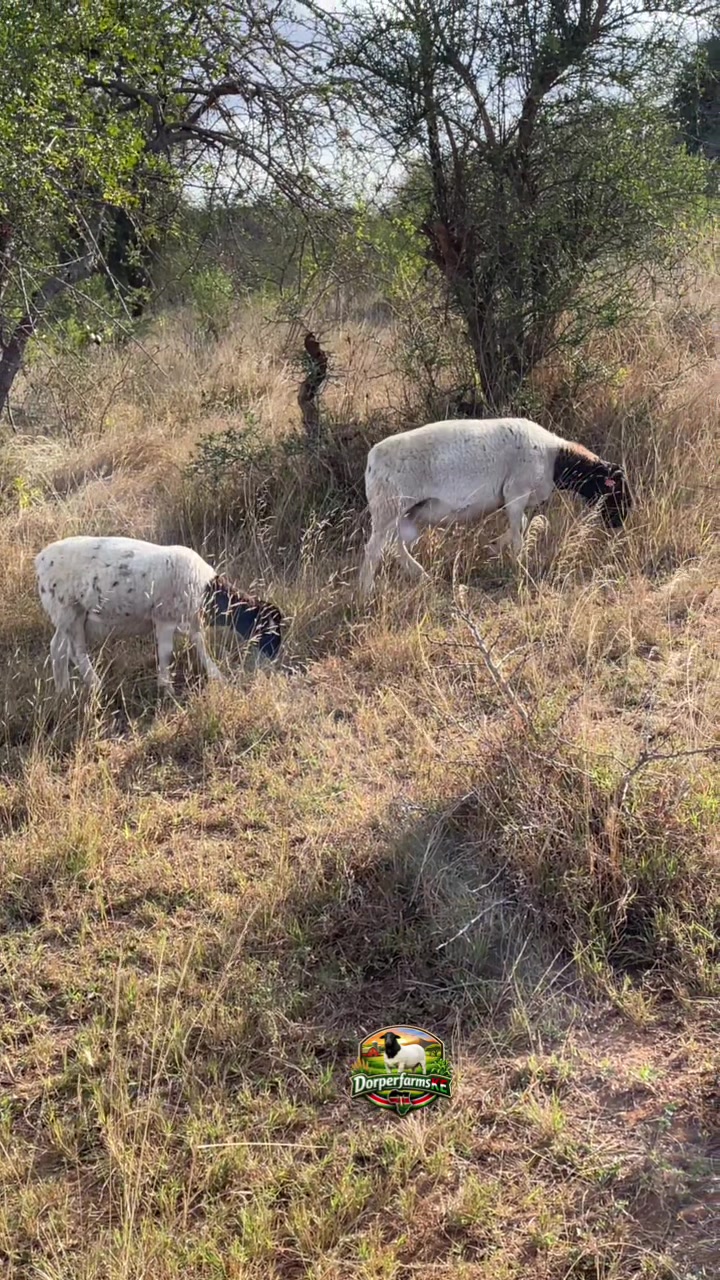 @DorperfarmsKE