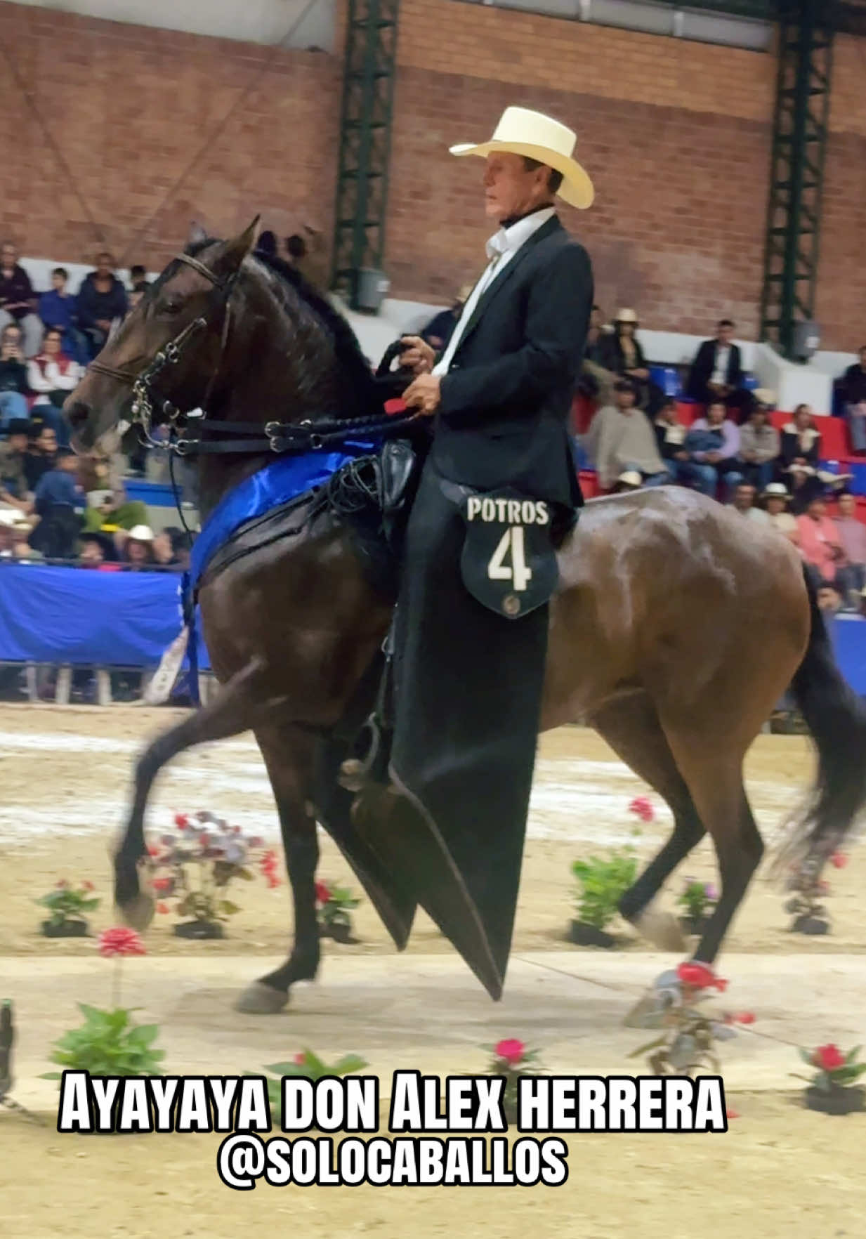 @Solo Caballos