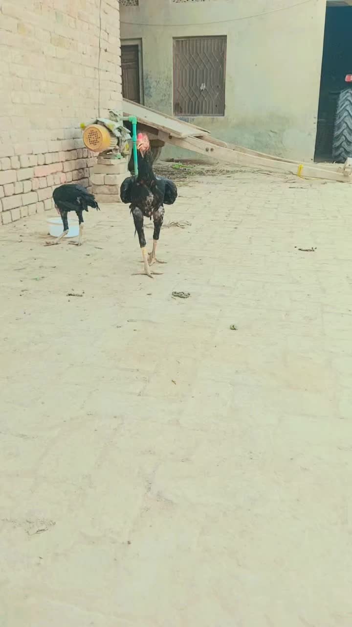 @🔱آفتاب چوہان302⚜️🚩