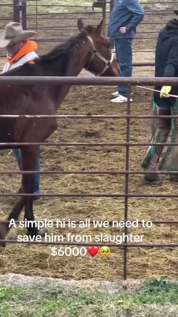 @REBORN ANIMAL RESCUER