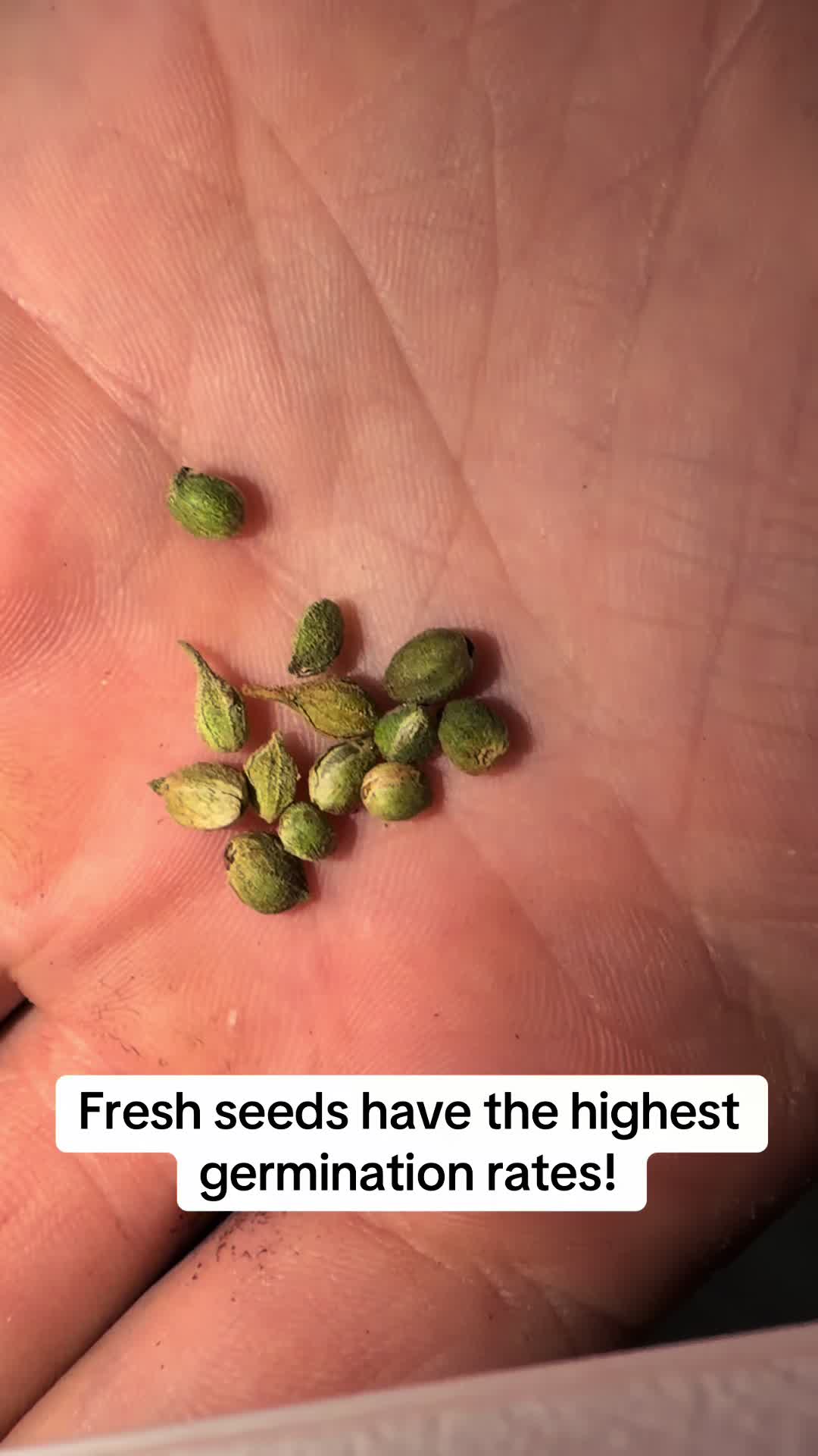 @SEEDTIVA