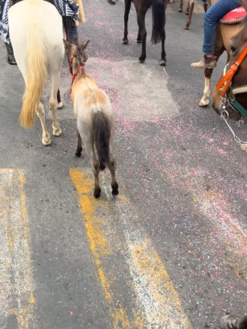 @Horses TikTok
